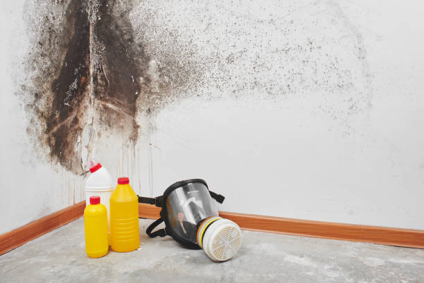 Best Residential Mold Removal  in West Covina, CA