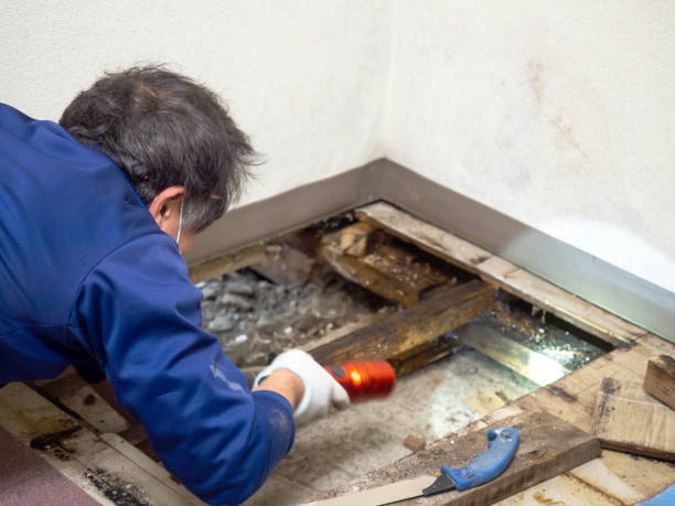 Best Mold Cleaning Services  in West Covina, CA