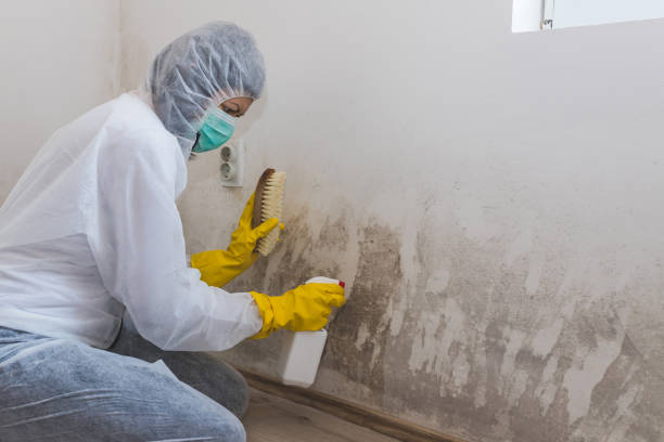Best Mold Damage Repair  in West Covina, CA