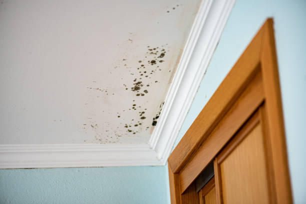 Best Emergency Mold Removal  in West Covina, CA
