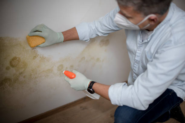 Best Home Mold Removal  in West Covina, CA