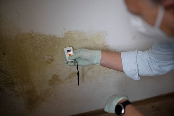 Best Attic Mold Removal  in West Covina, CA