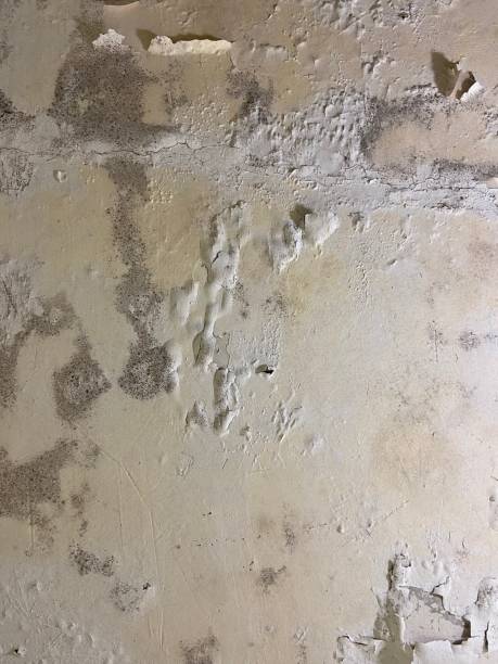 Best Black Mold Removal  in West Covina, CA