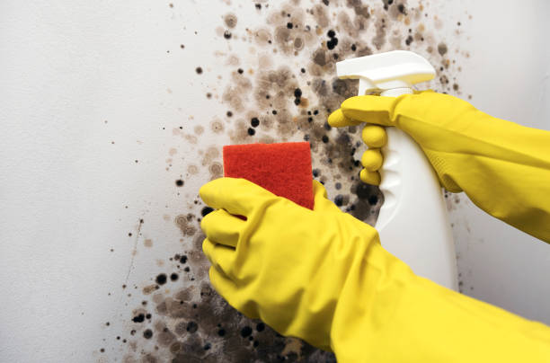 Professional Mold Removal in West Covina, CA