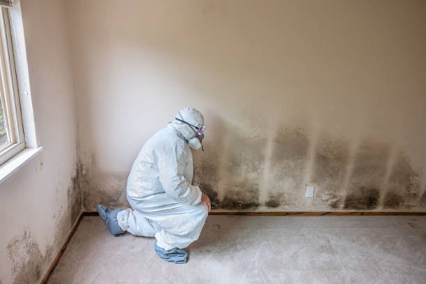 Best Crawl Space Mold Removal  in West Covina, CA