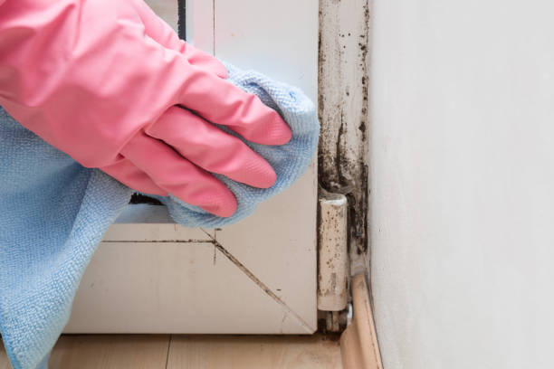 Best Mold Testing  in West Covina, CA