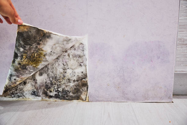 Best Affordable Mold Removal  in West Covina, CA